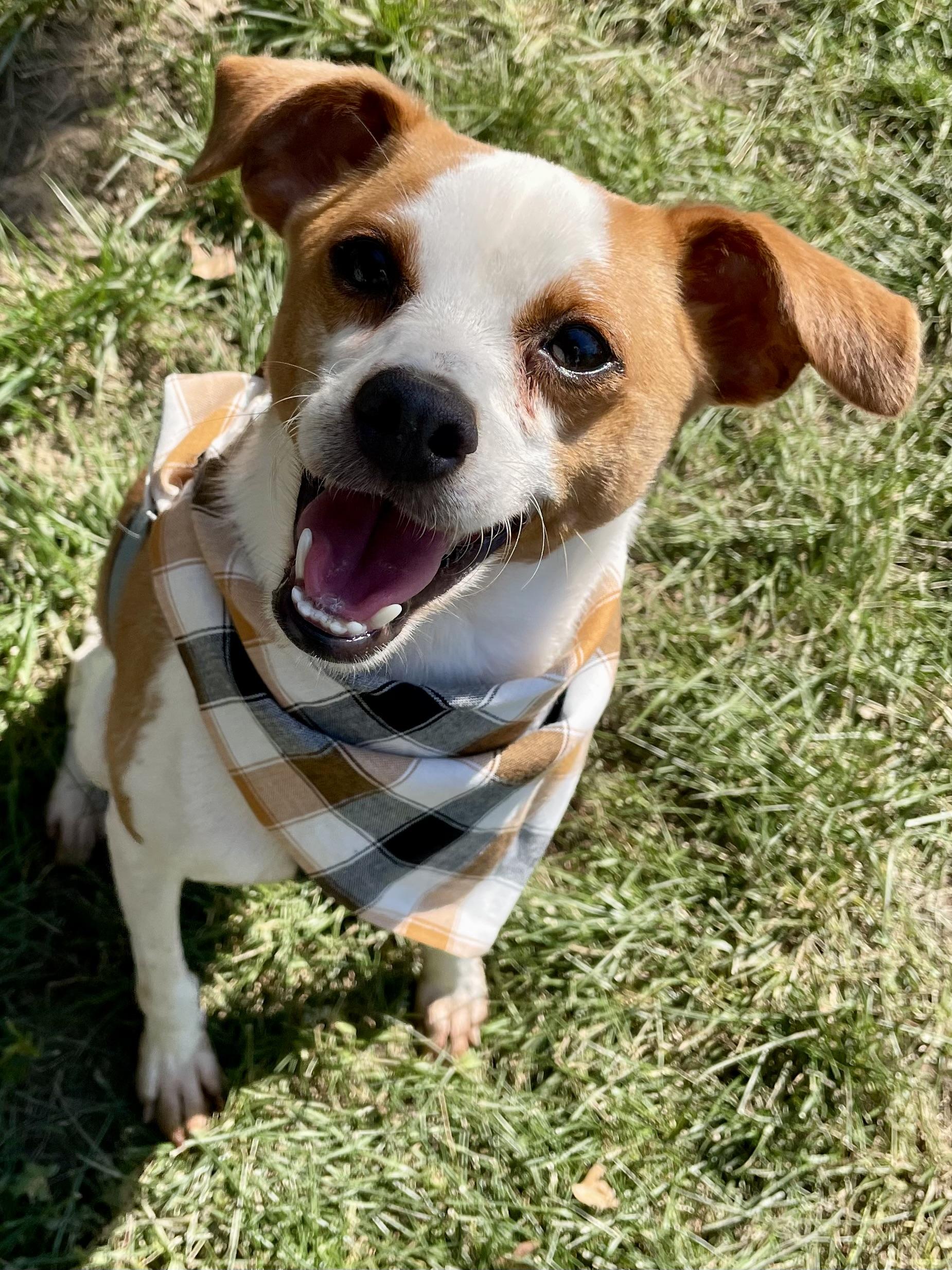 Hopper, a Adoptable Chihuahua in Lodi, CA image 5/6
