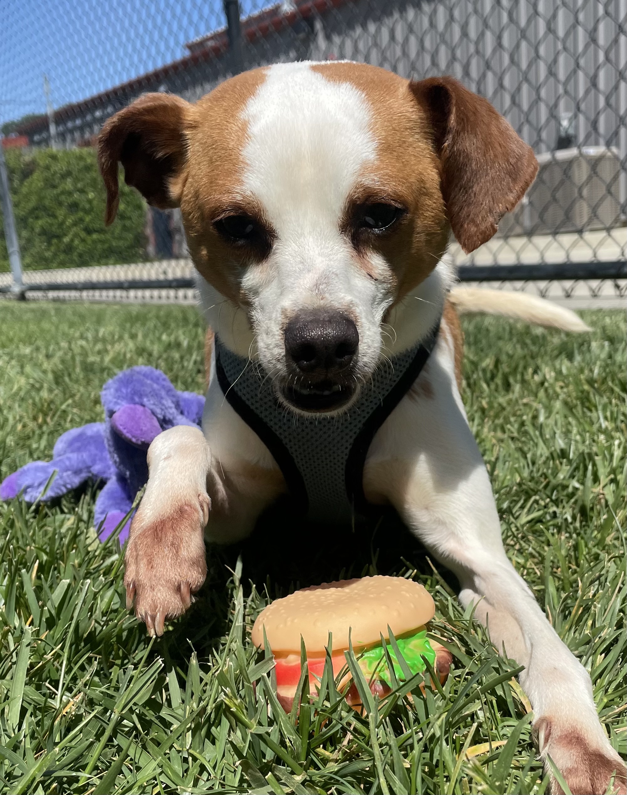 Hopper, a Adoptable Chihuahua in Lodi, CA image 4/6