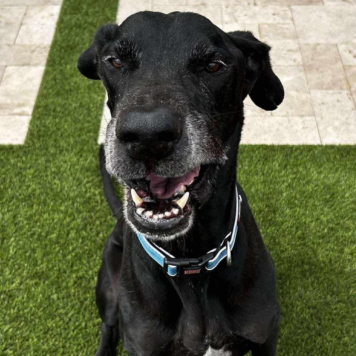 Enlarge Kingman, a Adopted Great Dane in Mesa, AZ image 3/5