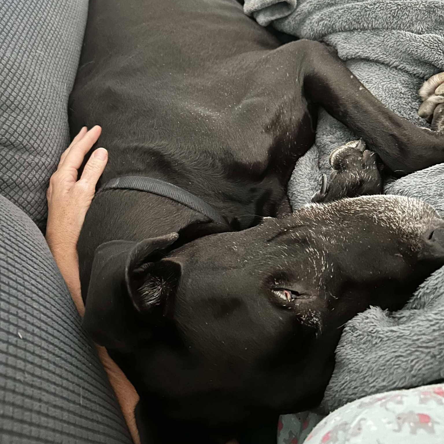 Enlarge Kingman, a Adopted Great Dane in Mesa, AZ image 4/5