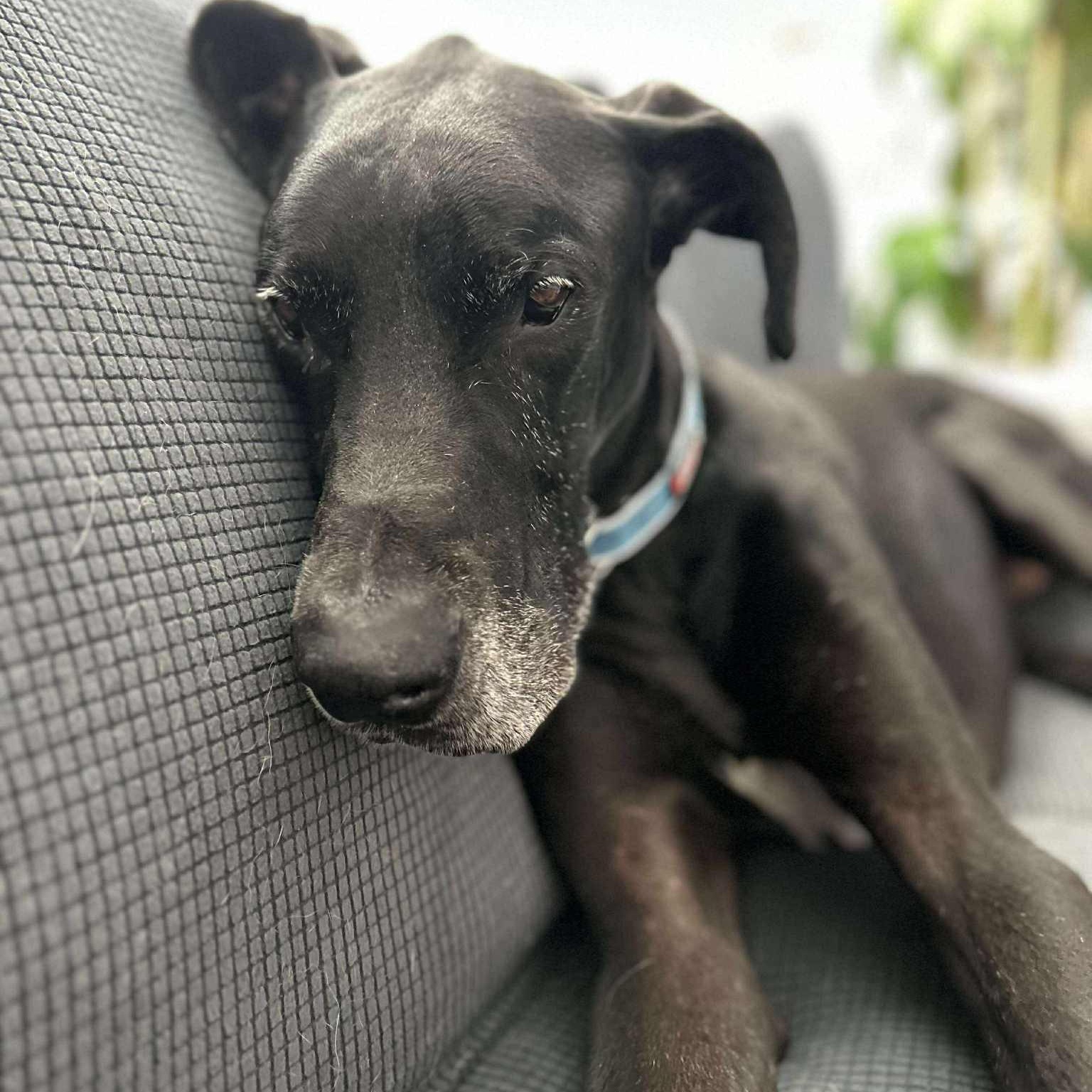 Kingman, Adopted, Senior Male Great Dane.