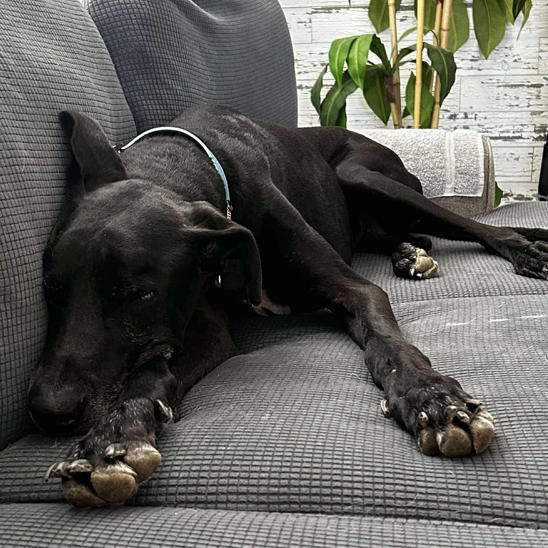 Enlarge Kingman, a Adopted Great Dane in Mesa, AZ image 2/5