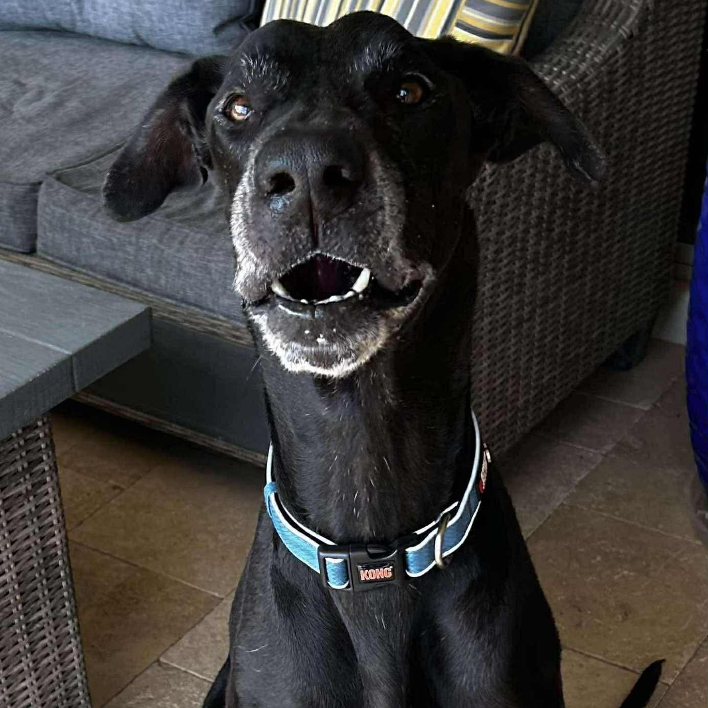 Enlarge Kingman, a Adopted Great Dane in Mesa, AZ image 5/5