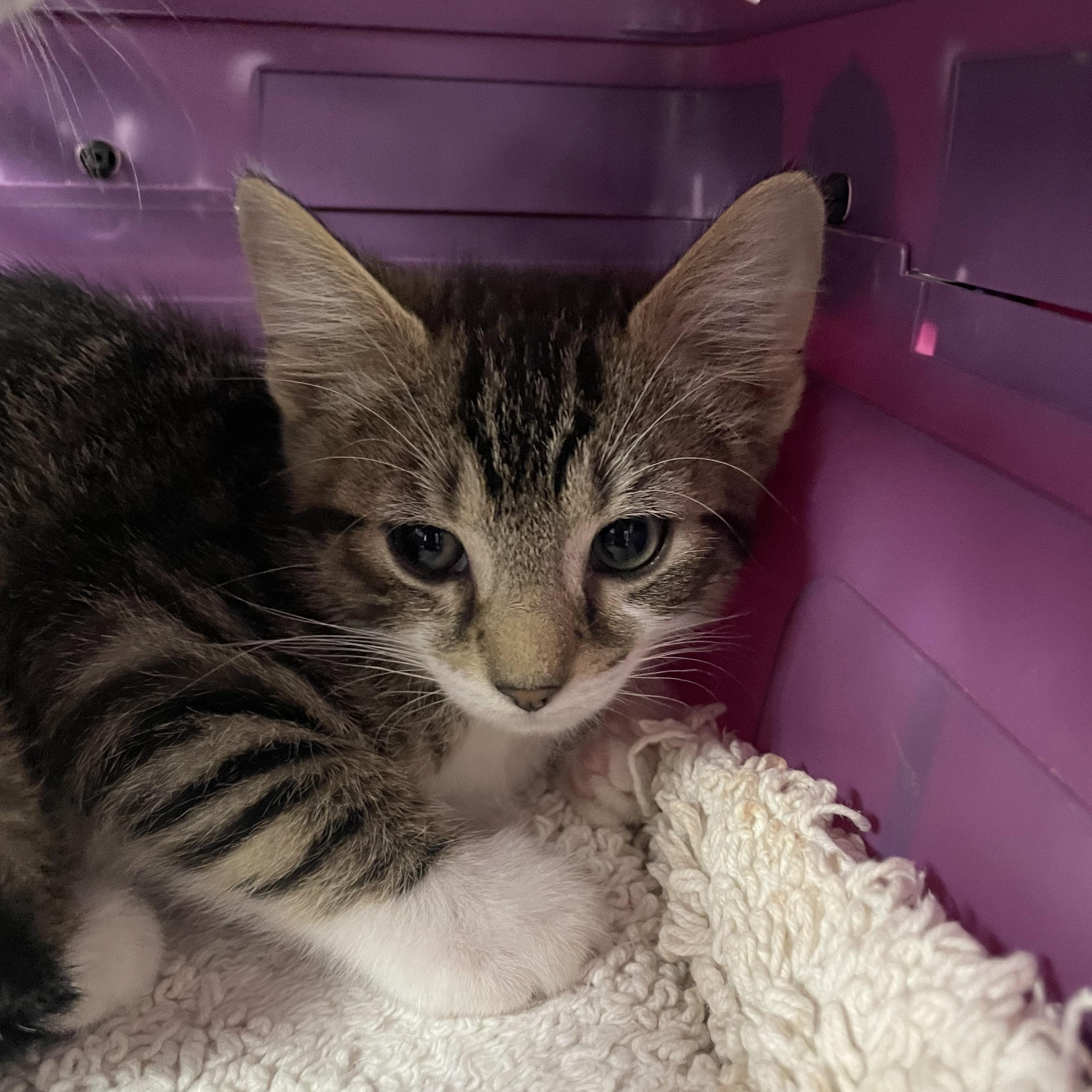 Enlarge Tubs, an adopted Domestic Short Hair in Greenback, TN image 1/1