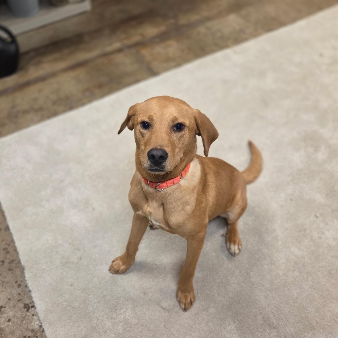 Enlarge Ritz, a ADOPTABLE mixed breed in Chardon, OH image 2/6