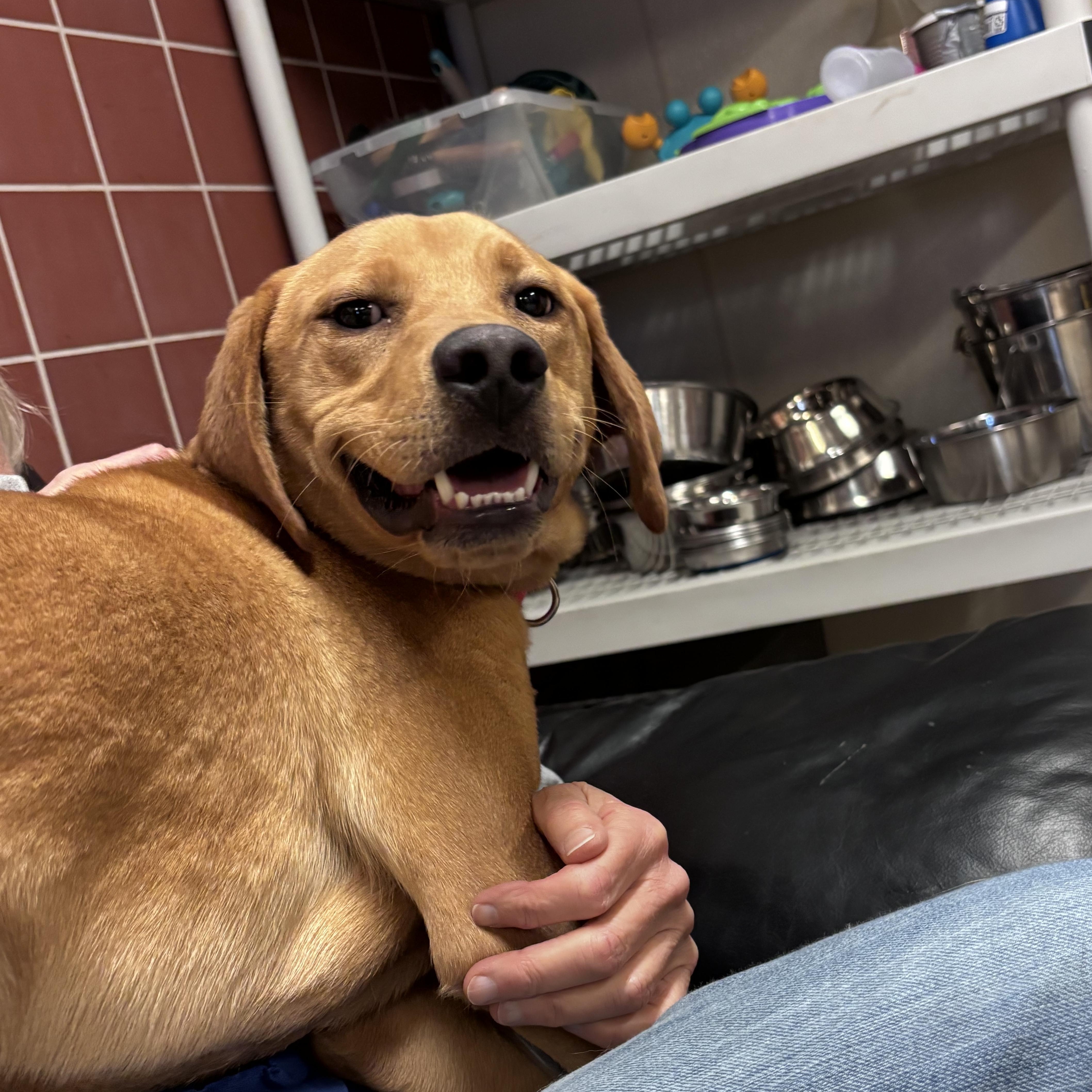 Enlarge Ritz, a ADOPTABLE mixed breed in Chardon, OH image 5/6