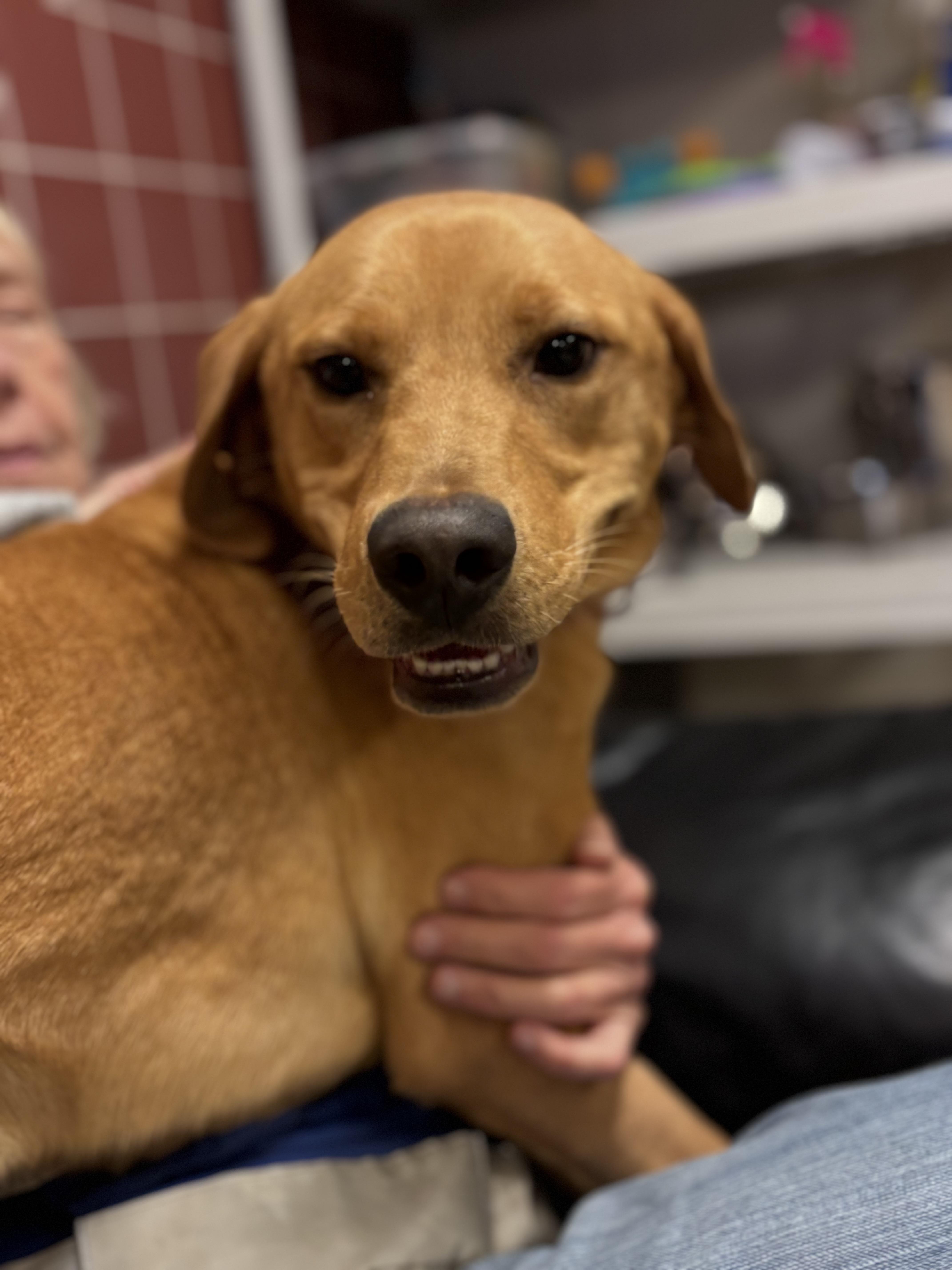 Enlarge Ritz, a ADOPTABLE mixed breed in Chardon, OH image 4/6