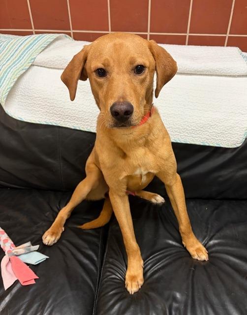 Enlarge Ritz, a ADOPTABLE mixed breed in Chardon, OH image 6/6