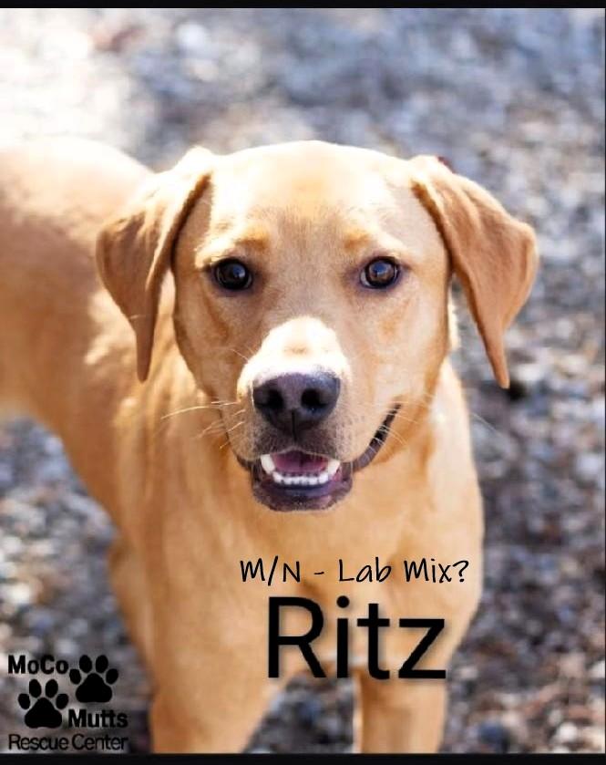 Ritz - Arriving Sunday 1/4/26, ADOPTABLE, Puppy Male Labrador Retriever.