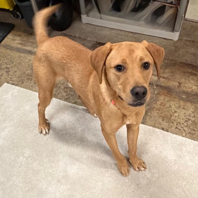 Ritz, ADOPTABLE, Puppy Male Labrador Retriever.