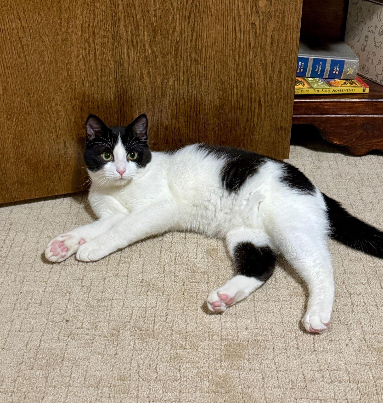 Duncan, a Adoptable Domestic Short Hair in Minneapolis, MN image 1/3