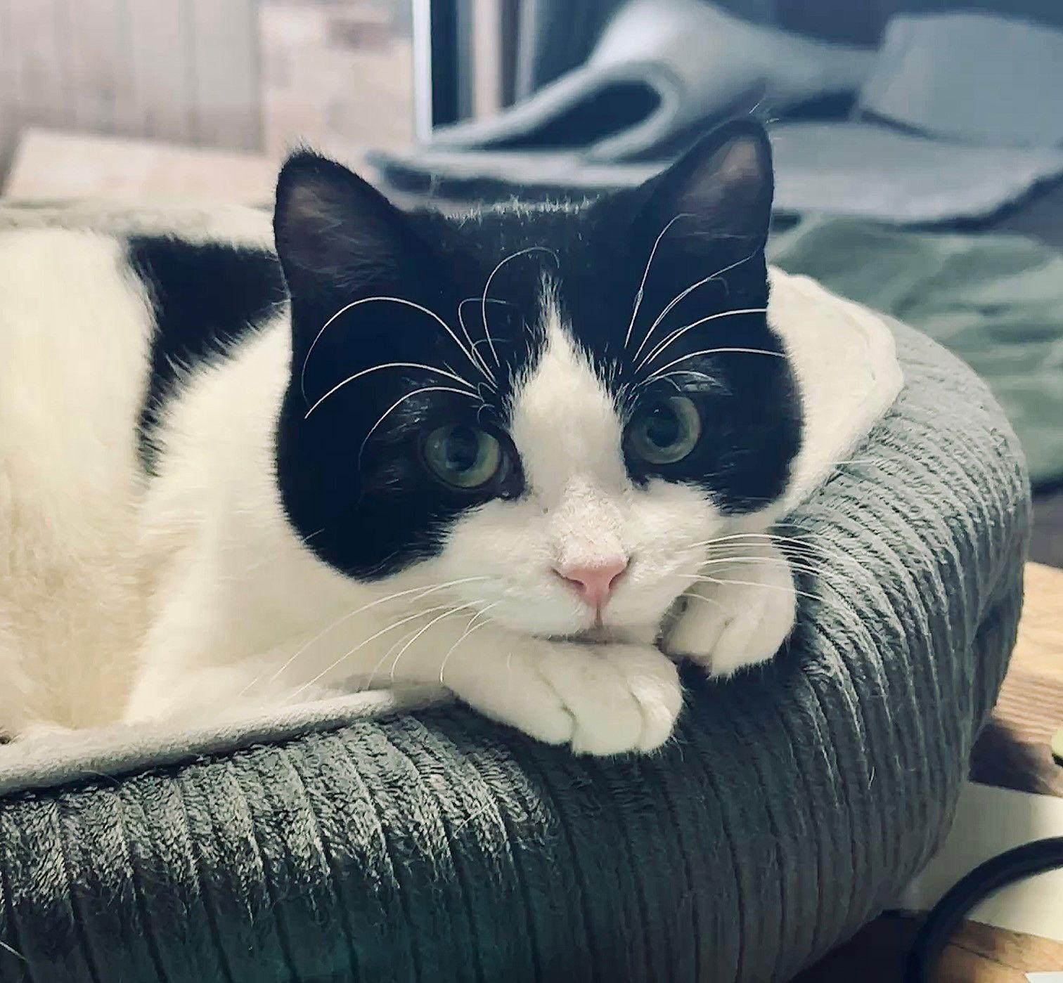 Enlarge Duncan, a Adoptable Domestic Short Hair in Minneapolis, MN image 2/3