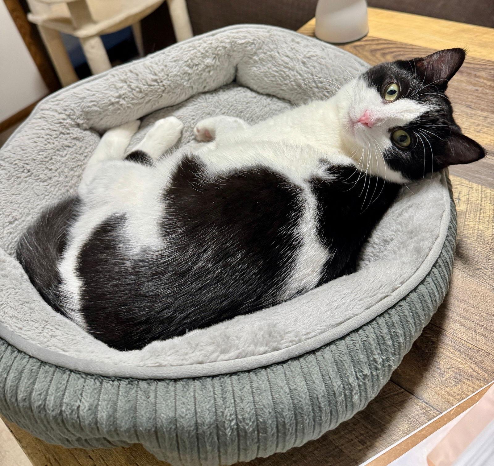 Duncan, a Adoptable Domestic Short Hair in Minneapolis, MN image 2/3