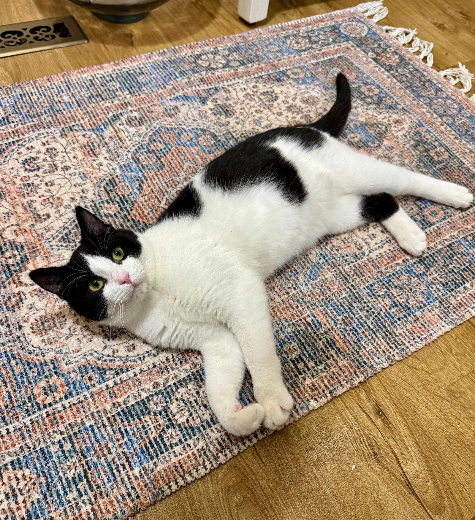 Duncan, a Adoptable Domestic Short Hair in Minneapolis, MN image 3/3