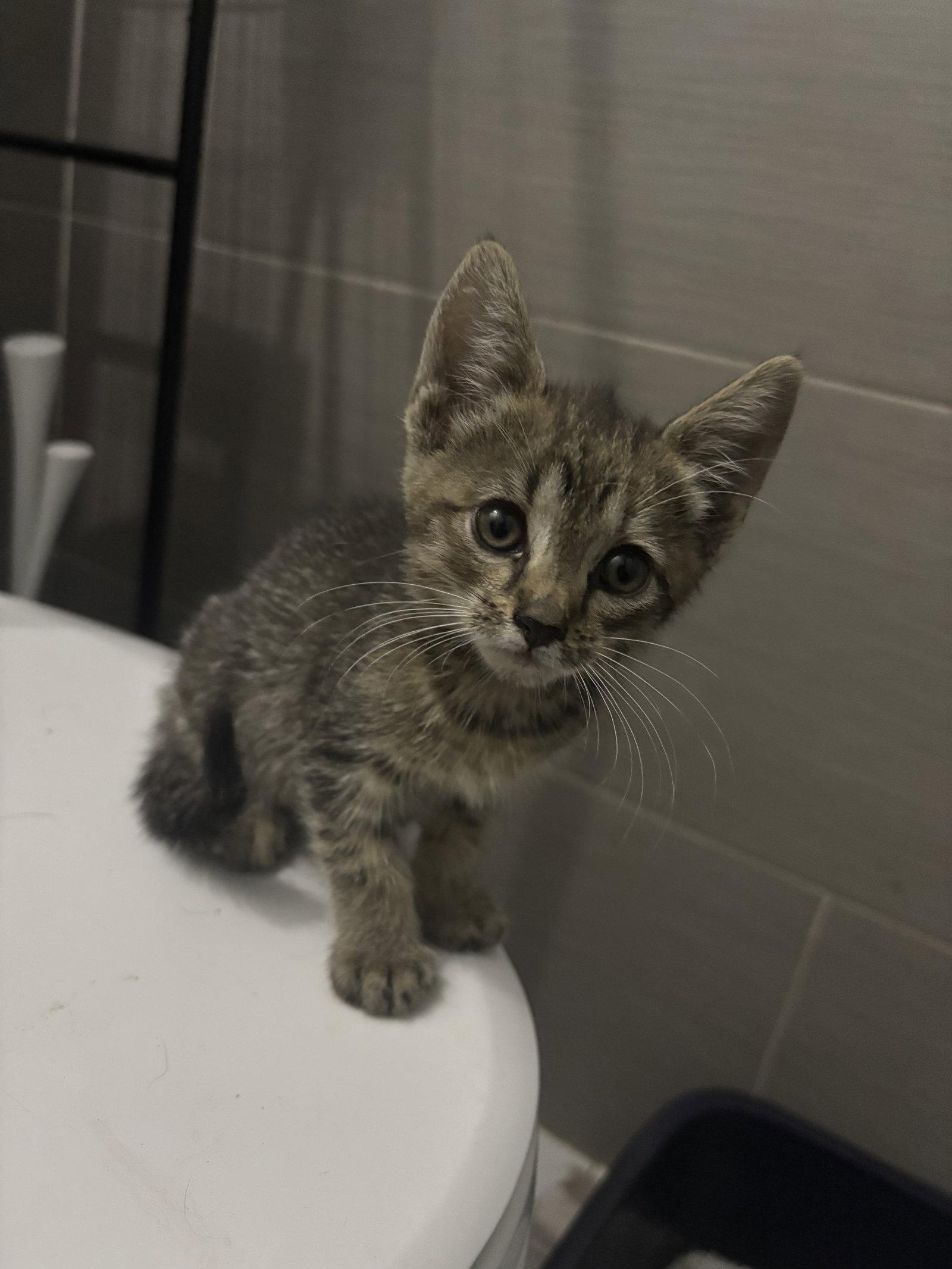 Enlarge Pepper KITTEN, a Adoptable Domestic Short Hair in Rockaway, NJ image 1/1