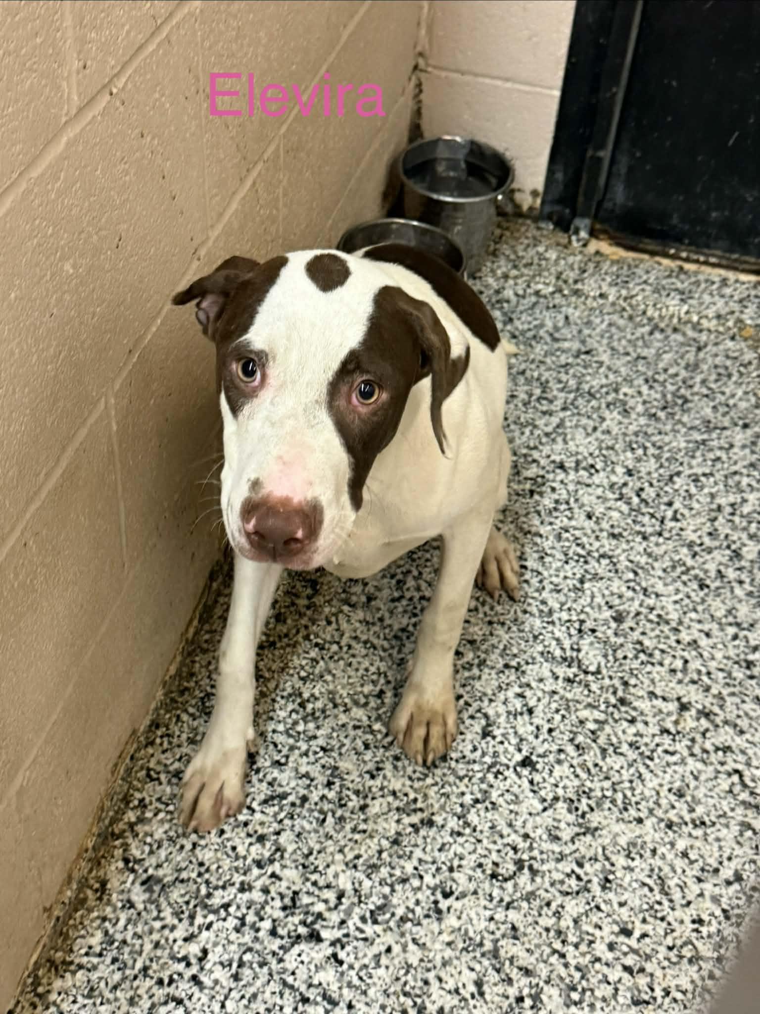 Elvira, Adoptable, Young Female Pointer.