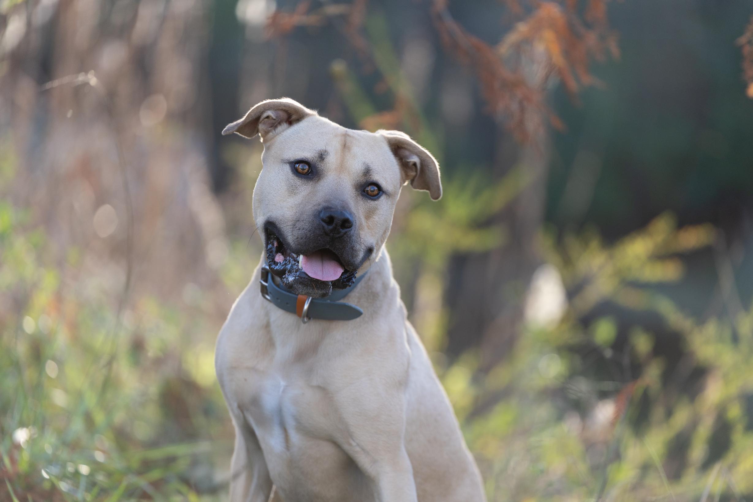 Big Sur, a Adoptable mixed breed in Des Peres, MO image 2/6