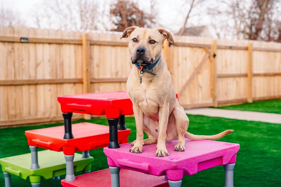 Big Sur, a Adoptable mixed breed in Des Peres, MO image 4/6