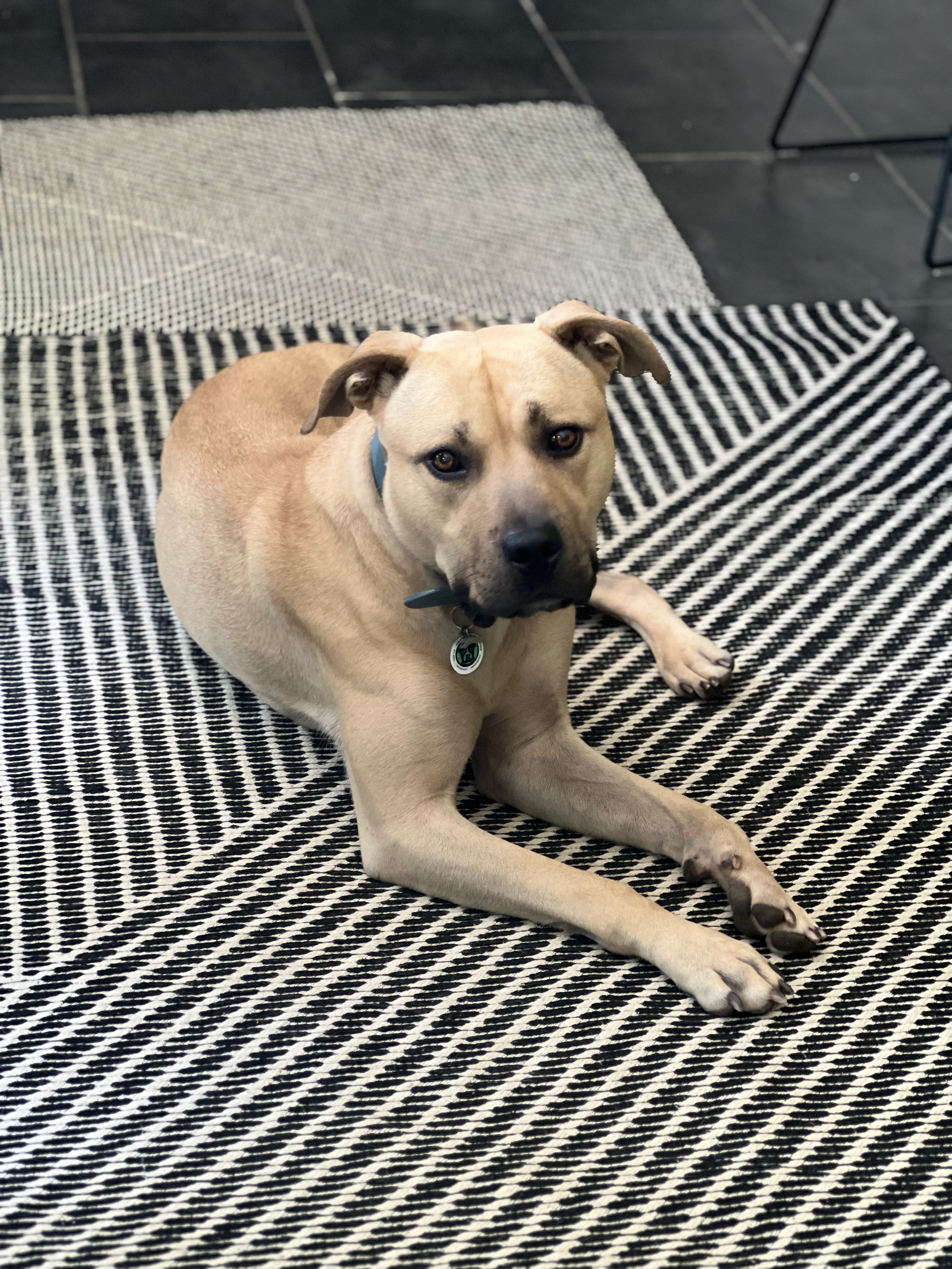 Big Sur, a Adoptable mixed breed in Des Peres, MO image 5/6