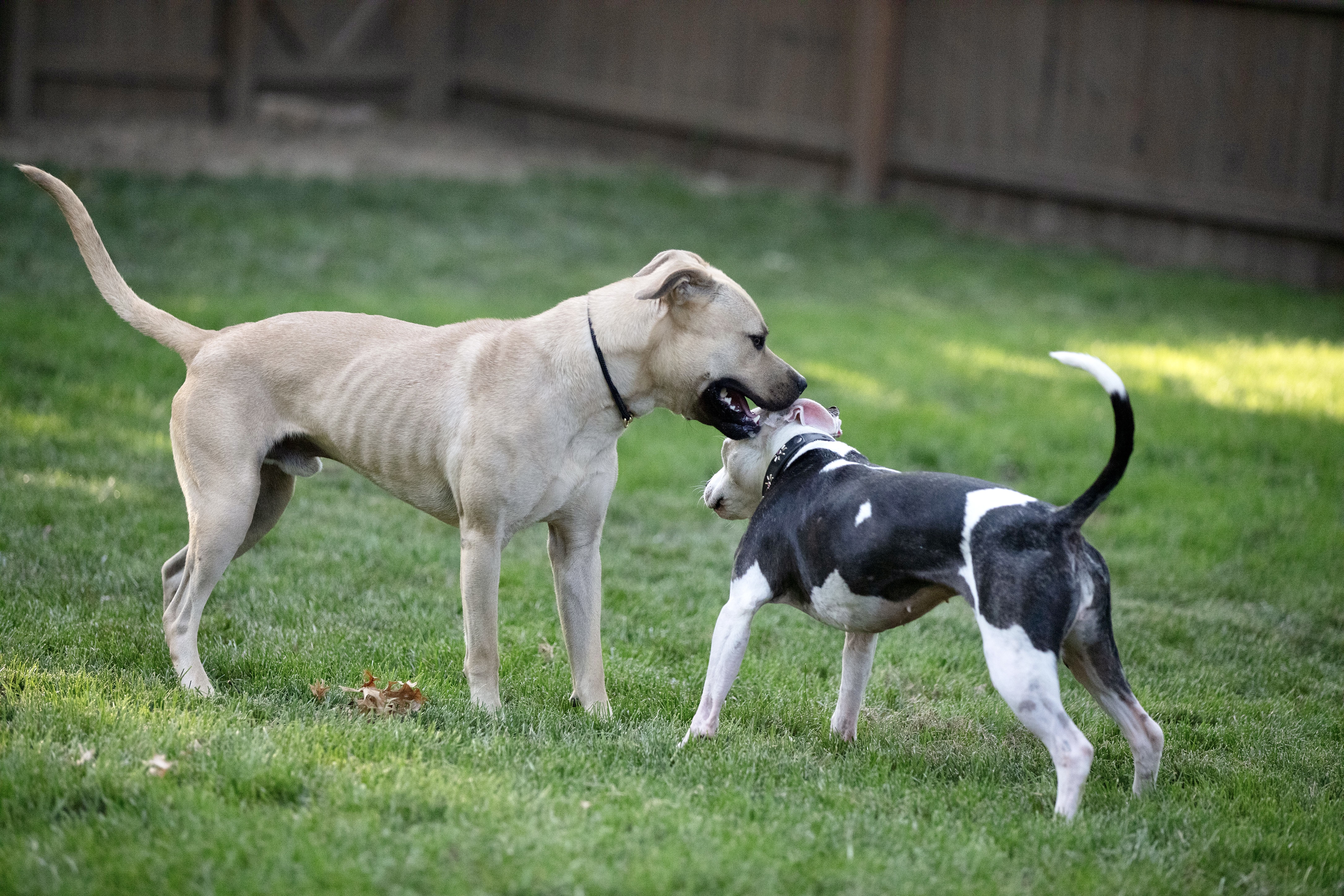Big Sur, an adoptable Pit Bull Terrier, American Bully in Des Peres, MO, 63131 | Photo Image 3