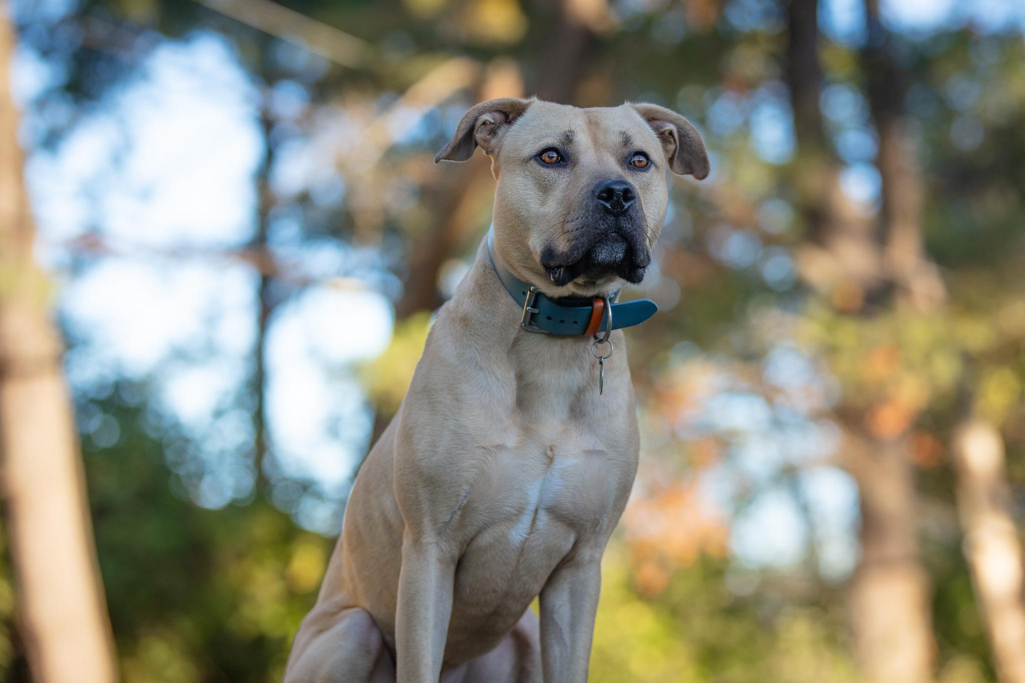 Big Sur, a Adoptable mixed breed in Des Peres, MO image 1/6