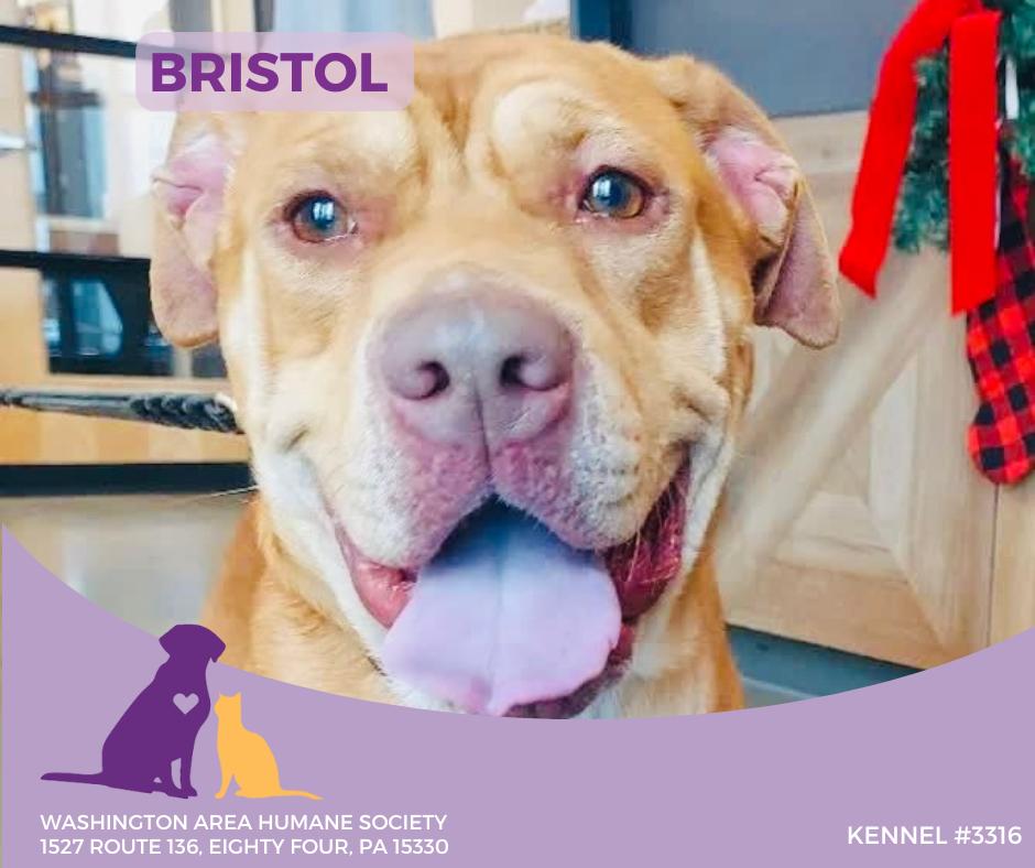 Enlarge Bristol, a ADOPTABLE mixed breed in Eighty Four, PA image 1/1