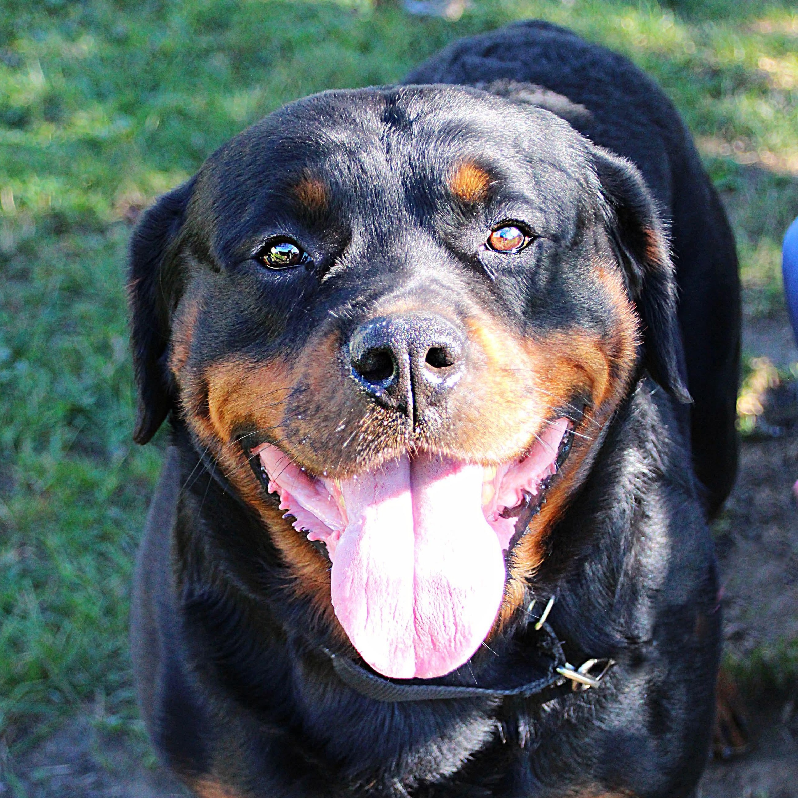Ozzy, Adoptable, Adult Male Rottweiler.