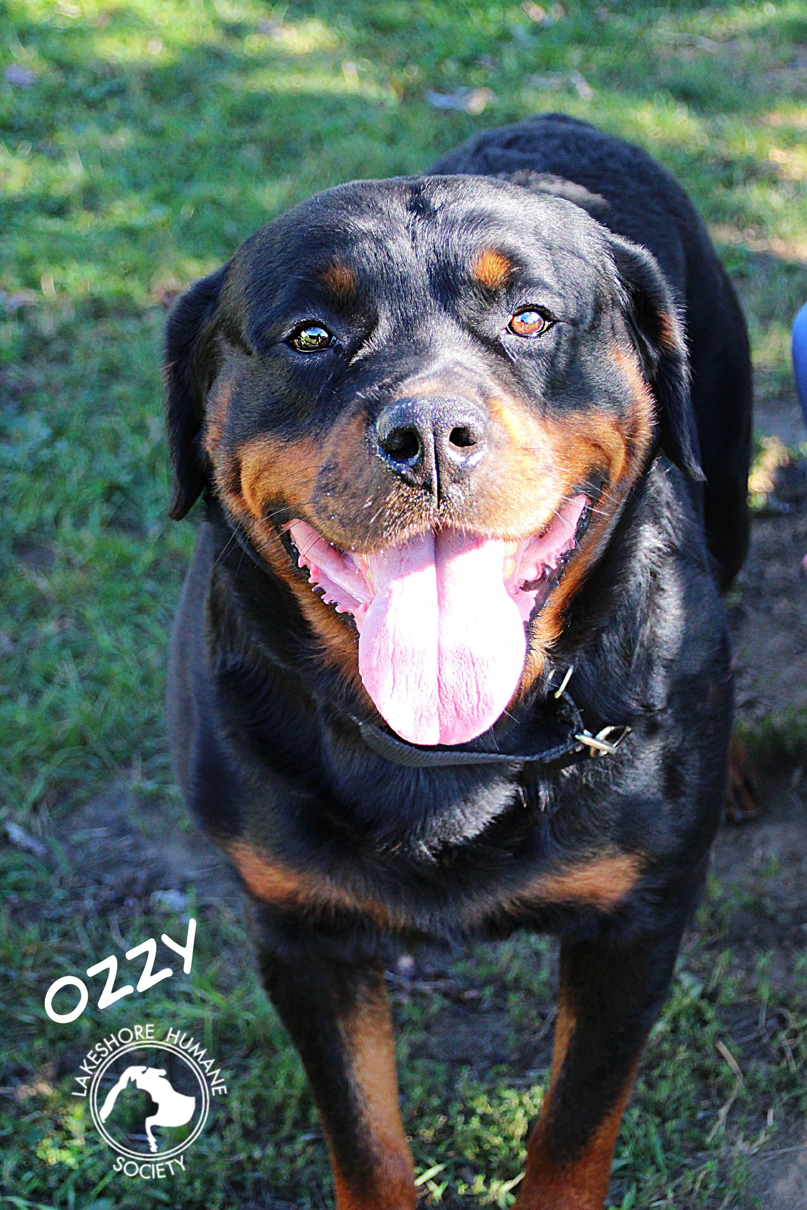 Ozzy