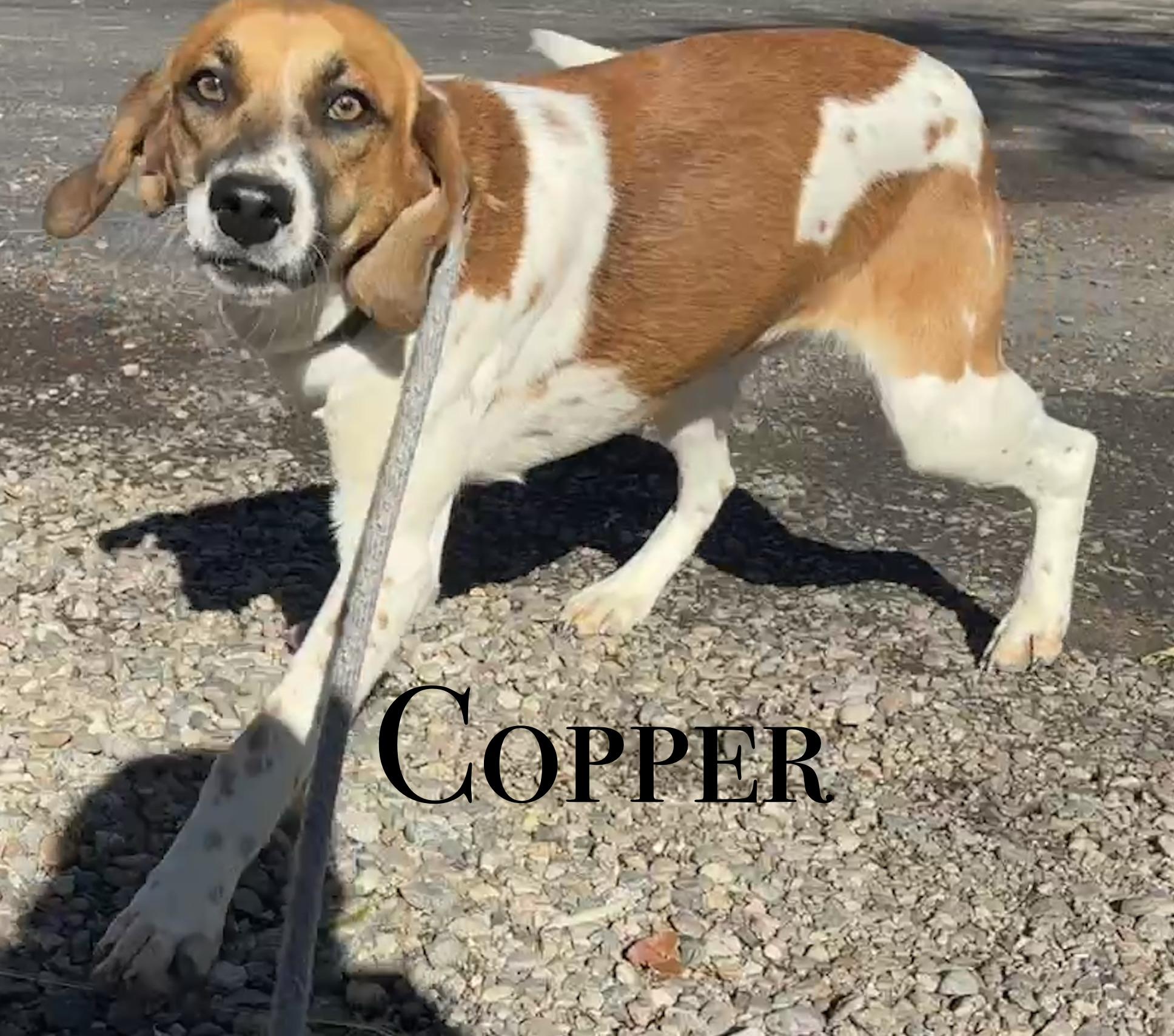 Copper, Adoptable, Adult Female Hound.