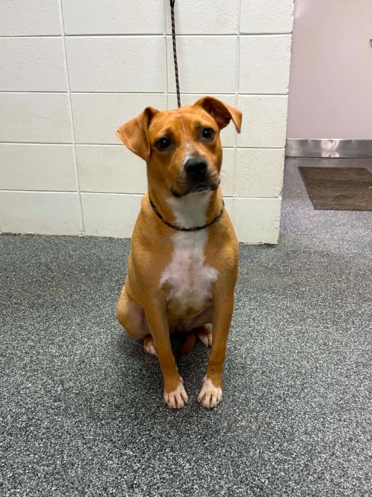 Enlarge Eclair, a Adoptable mixed breed in Baltimore, MD image 1/4