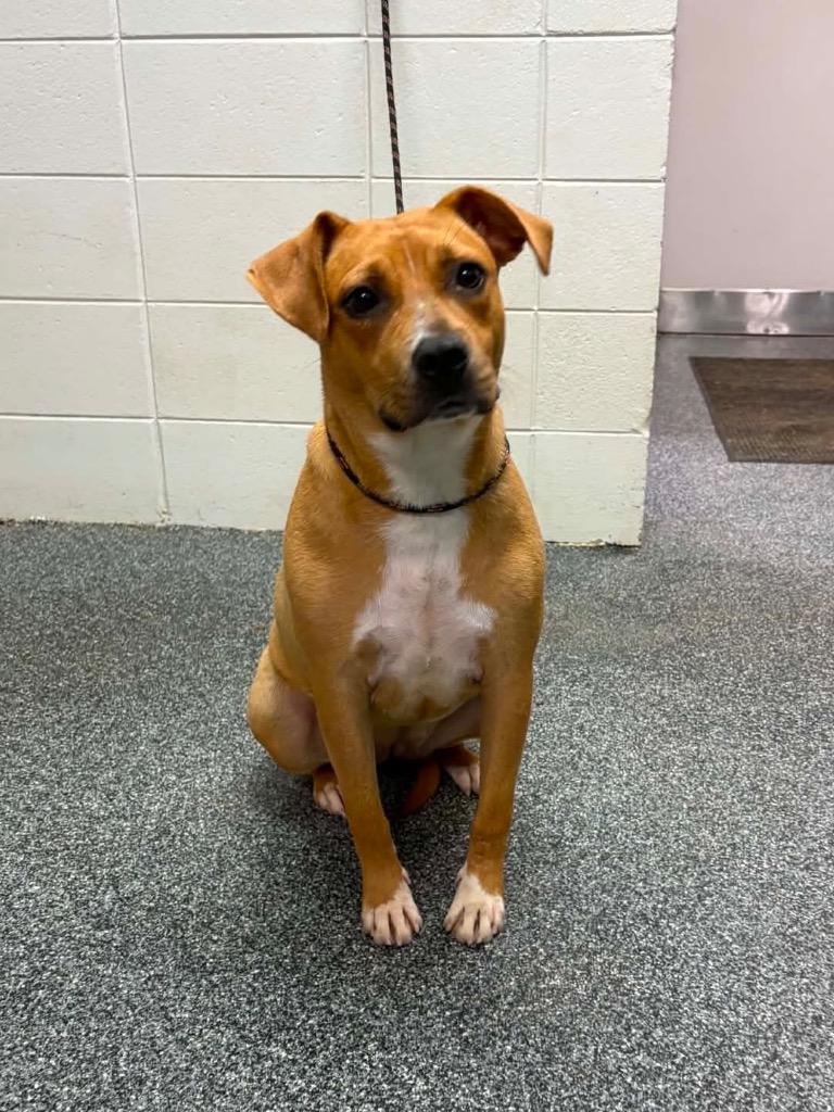 Enlarge Eclair, a Adoptable mixed breed in Baltimore, MD image 2/4