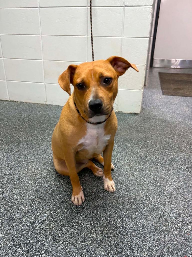 Eclair, Adoptable, Young Female Mixed Breed.
