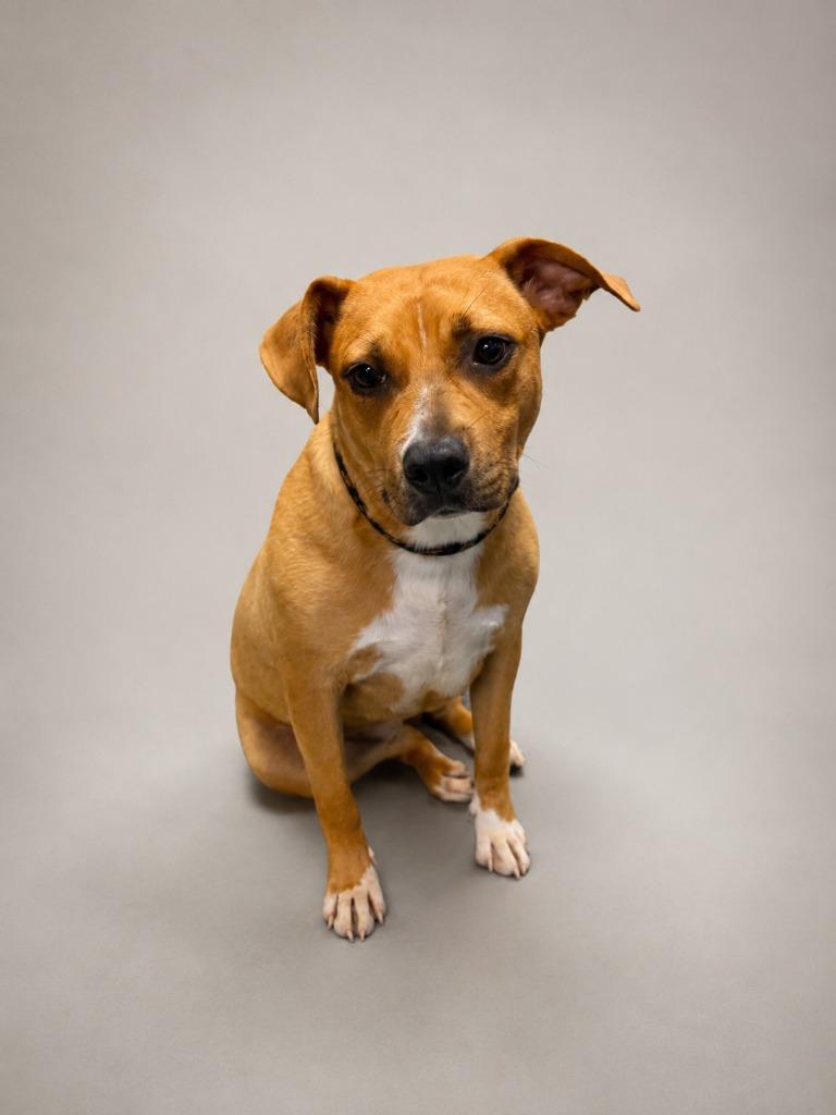 Enlarge Eclair, a Adoptable mixed breed in Baltimore, MD image 4/4