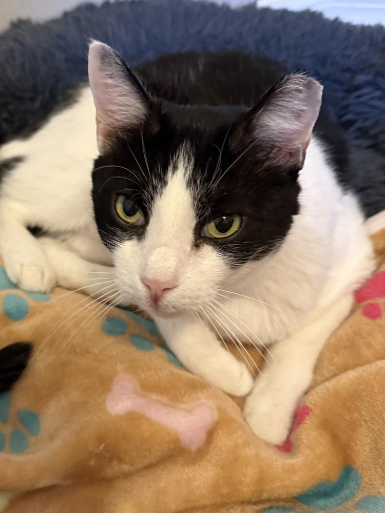 Enlarge Charlie, a Adoptable Domestic Short Hair in Orlando, FL image 2/6
