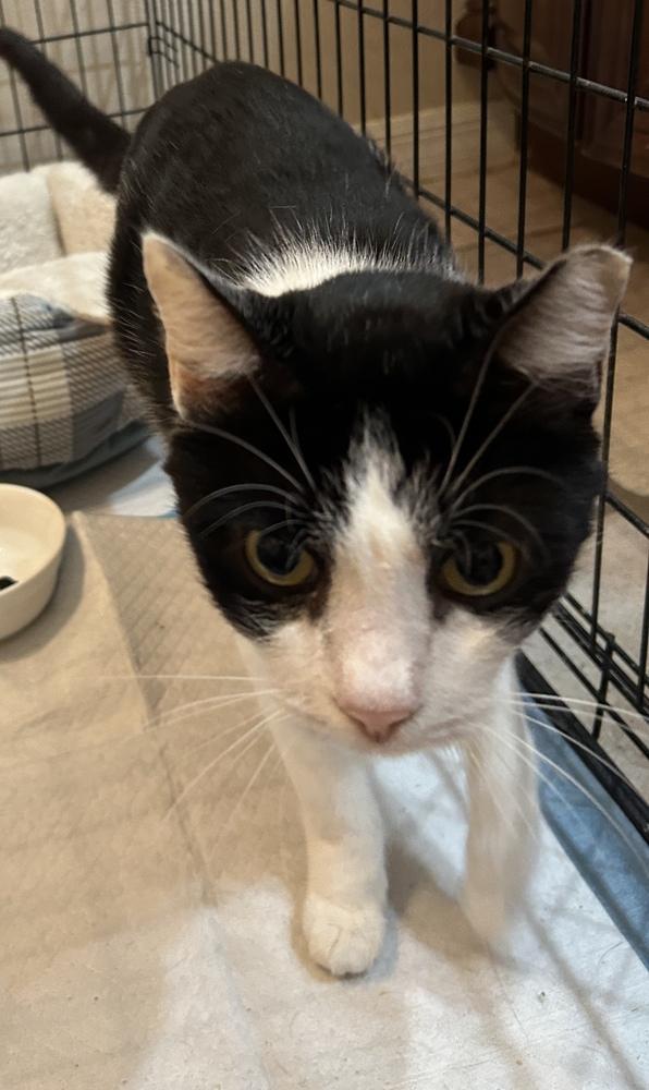 Enlarge Charlie, a Adoptable Domestic Short Hair in Orlando, FL image 2/6