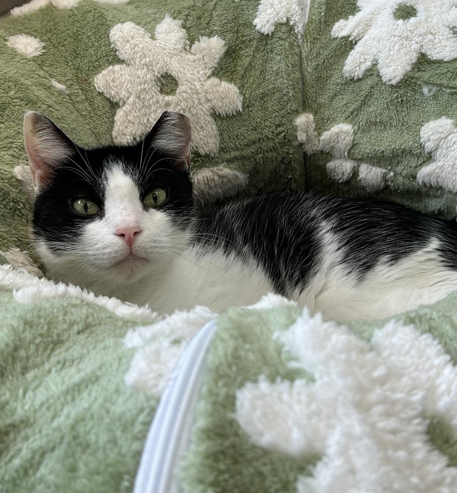 Enlarge Charlie, a Adoptable Domestic Short Hair in Orlando, FL image 3/6