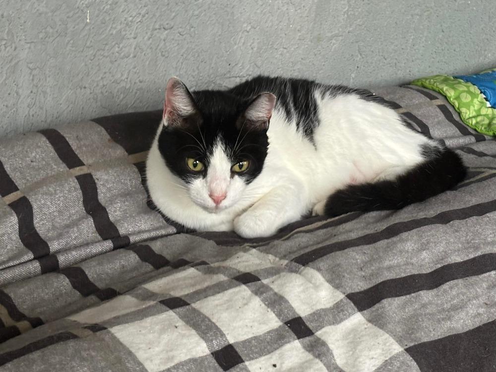 Enlarge Charlie, a Adoptable Domestic Short Hair in Orlando, FL image 4/6