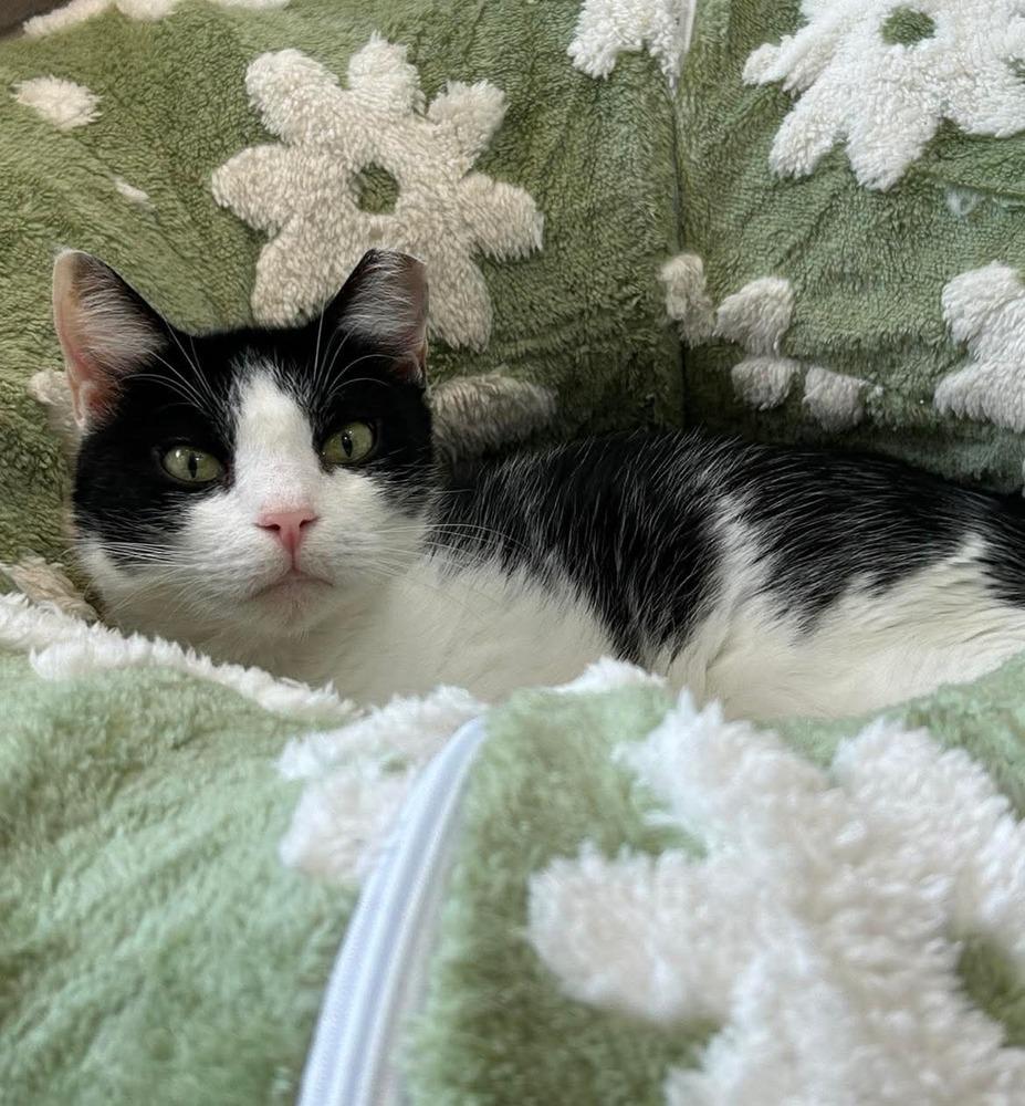 Enlarge Charlie, a Adoptable Domestic Short Hair in Orlando, FL image 6/6