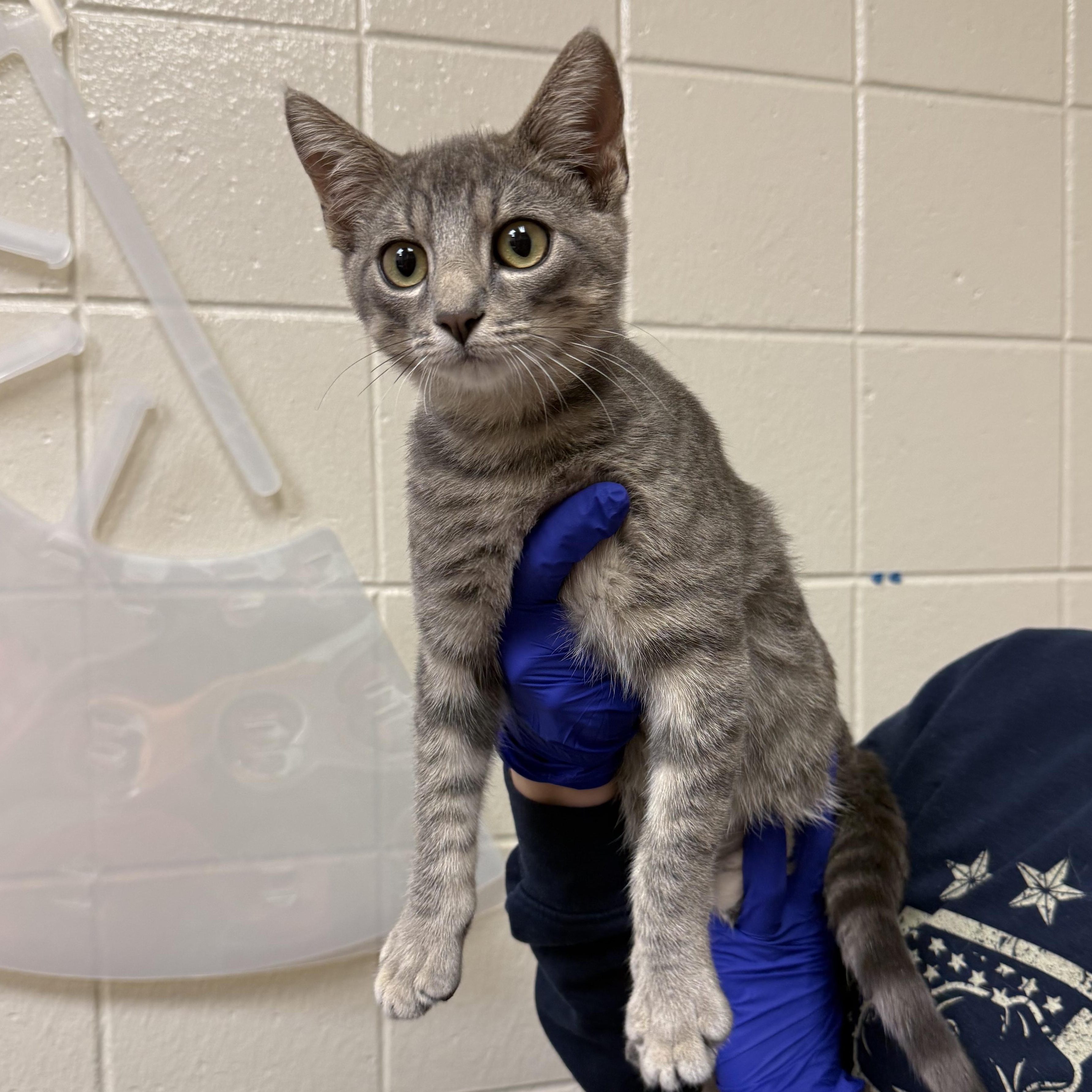 Enlarge Butternut, a Adoptable Domestic Short Hair in Kearney, NE image 1/1