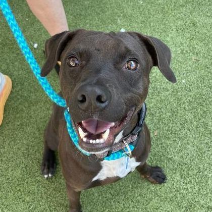 Cole, a Adoptable mixed breed in Apache Junction, AZ image 2/6