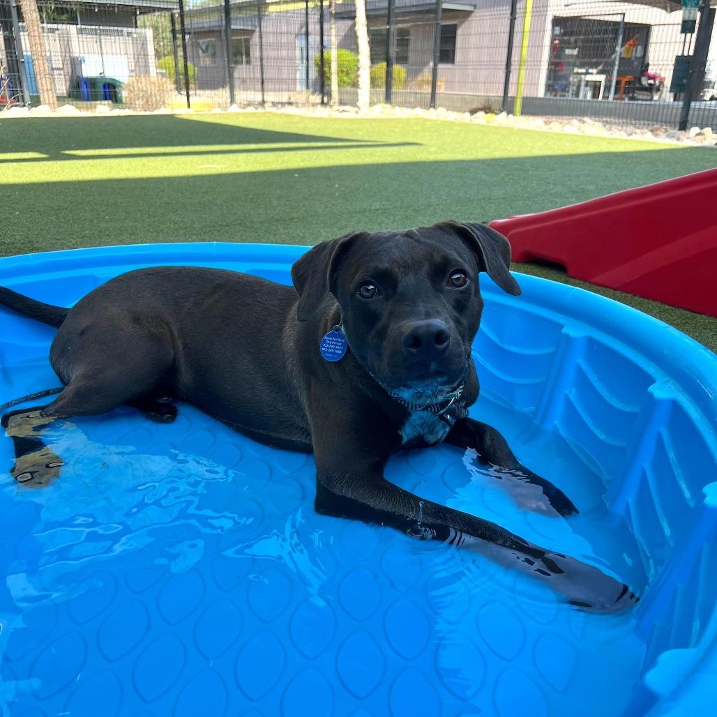 Cole, a Adoptable mixed breed in Apache Junction, AZ image 3/6
