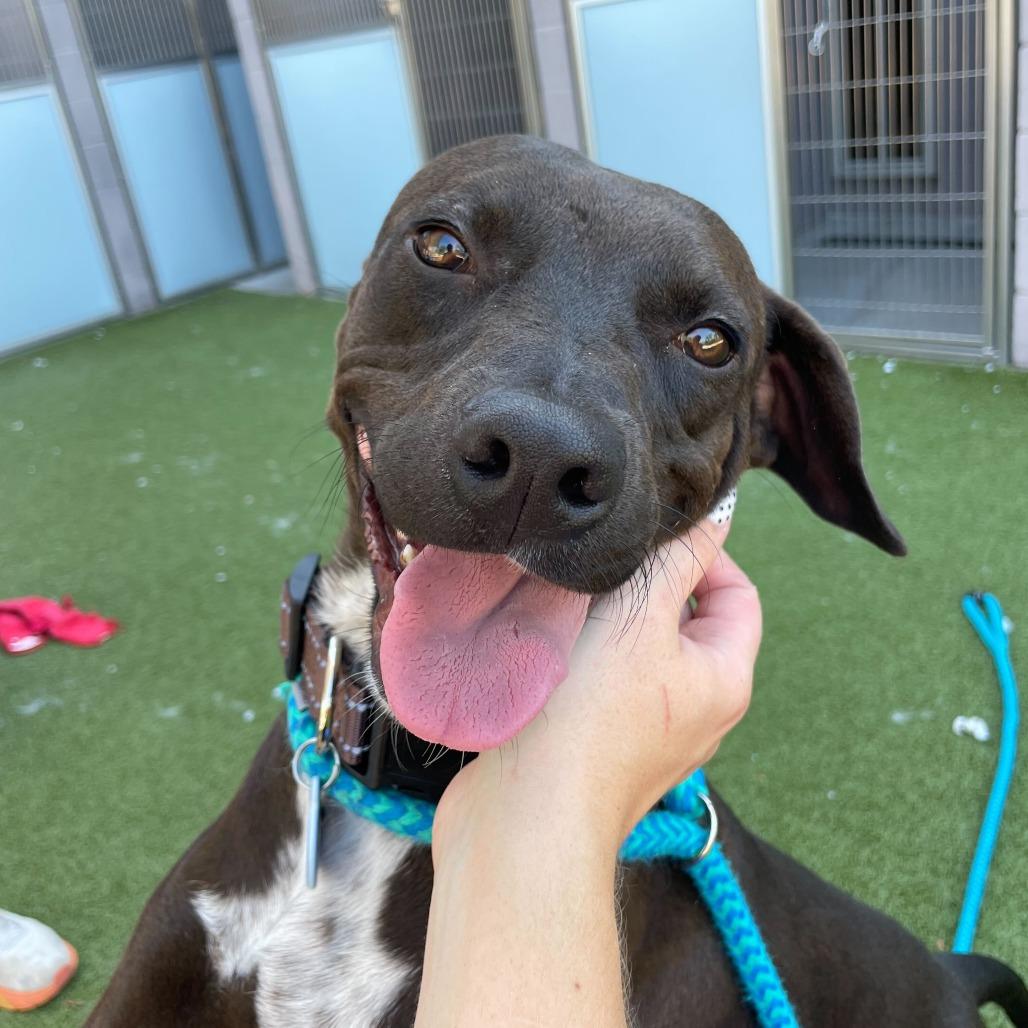 Cole, a Adoptable mixed breed in Apache Junction, AZ image 4/6