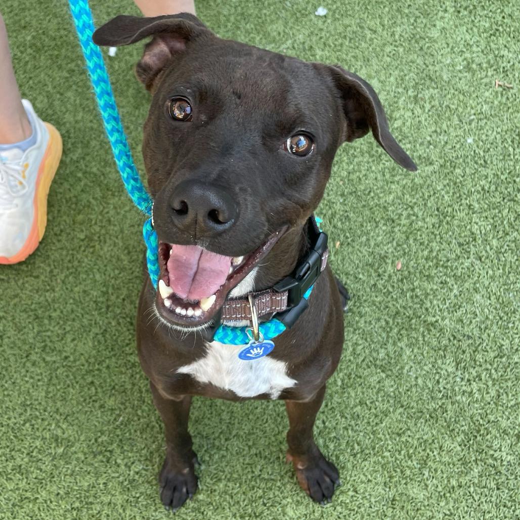 Cole, Adoptable, Adult Male Labrador Retriever & Whippet.