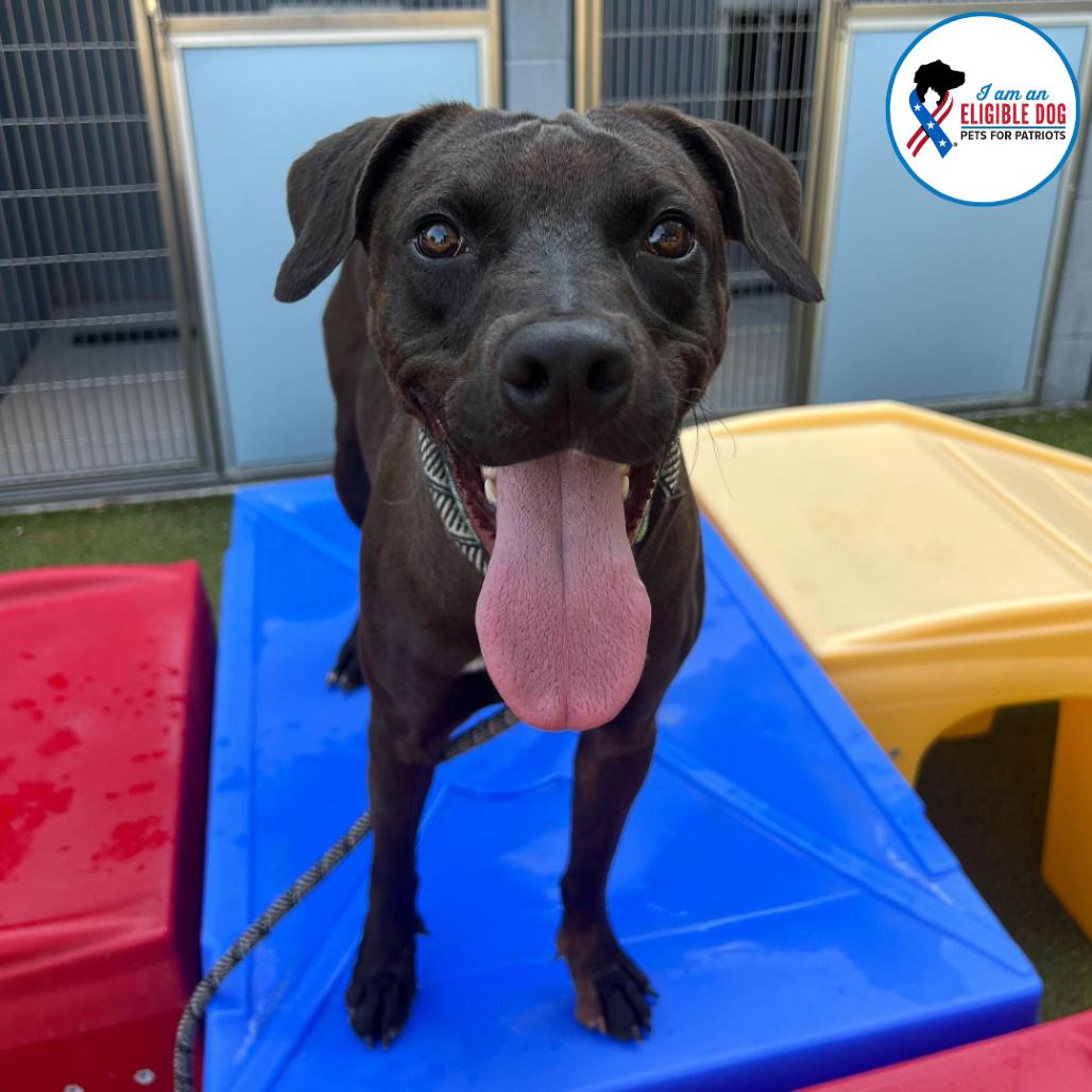 Cole, a Adoptable mixed breed in Apache Junction, AZ image 5/6