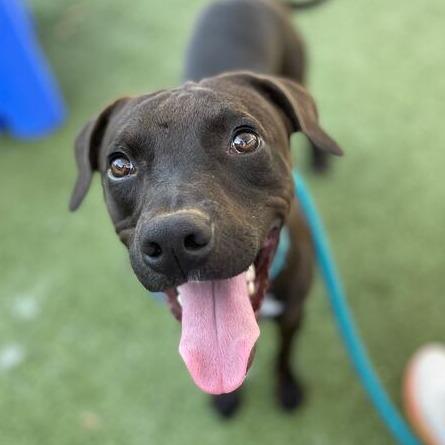 Cole, a Adoptable mixed breed in Apache Junction, AZ image 6/6