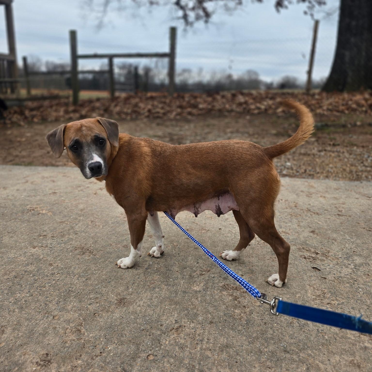 Roxy, a ADOPTABLE mixed breed in Newfoundland, NJ image 2/4