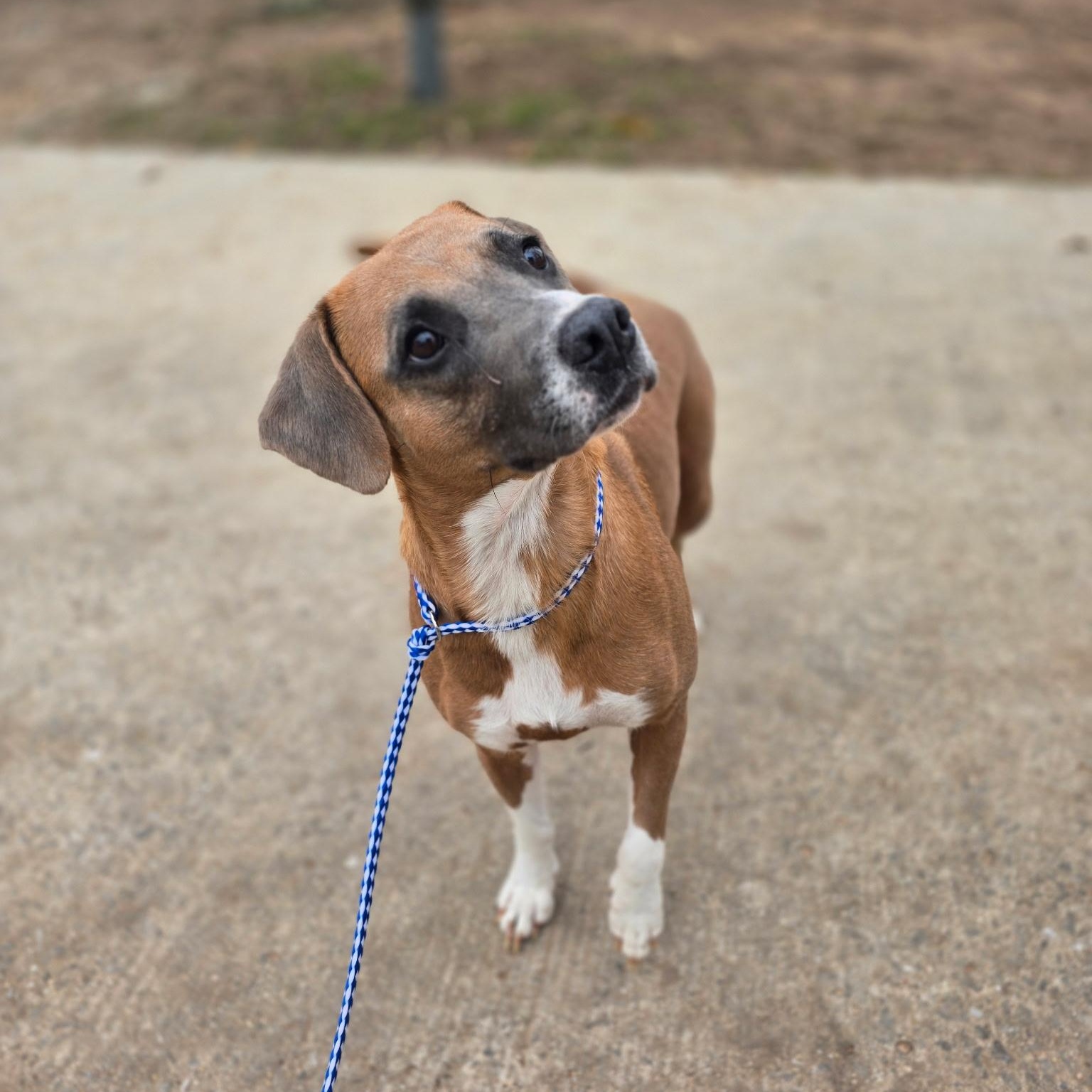 Roxy, a ADOPTABLE mixed breed in Newfoundland, NJ image 4/4