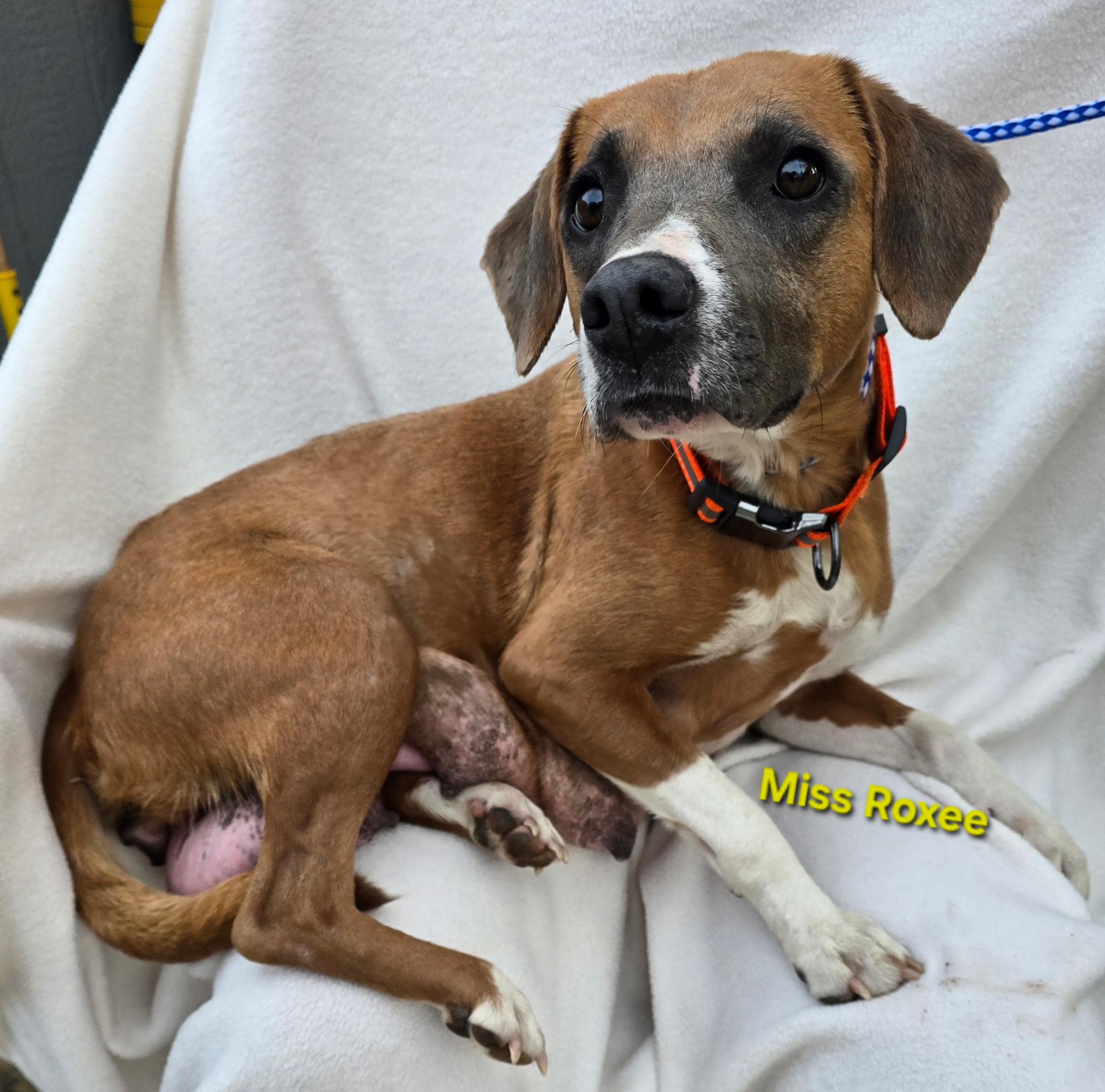 Roxy, a ADOPTABLE mixed breed in Newfoundland, NJ image 1/4