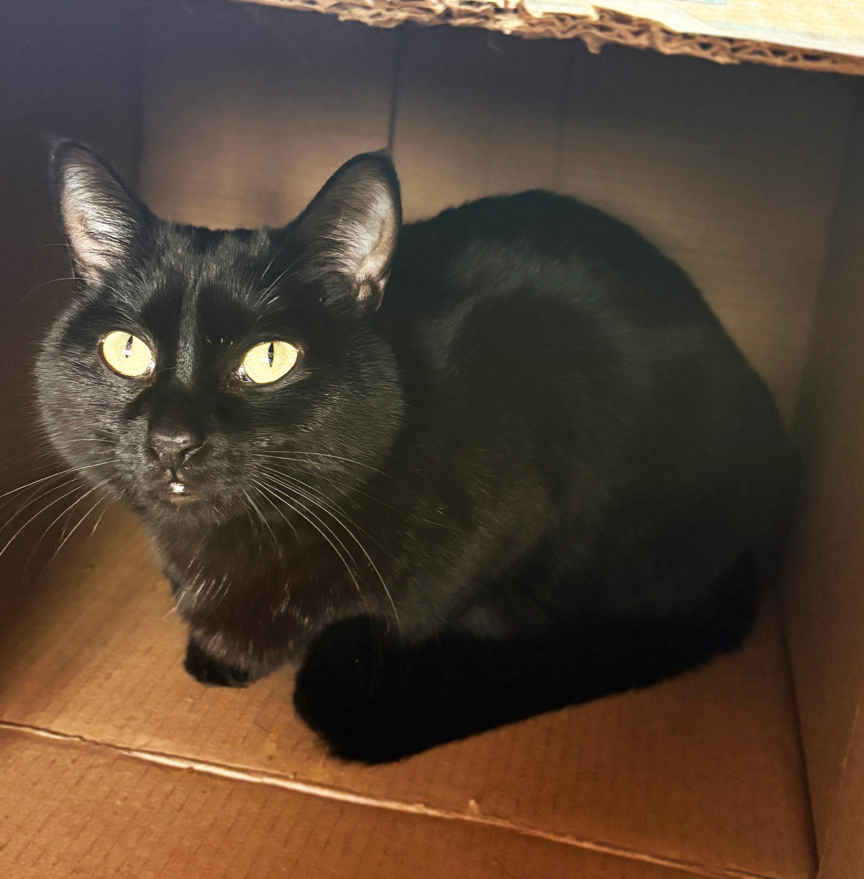 Enlarge Willis, a ADOPTABLE Domestic Short Hair in Asheville, NC image 1/1