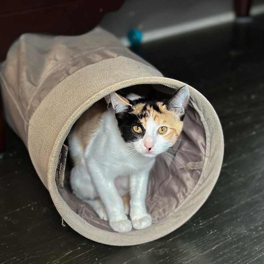 Peaches  Guava  thumbnail 4